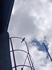 Haemorhous mexicanus