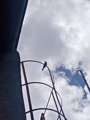 Haemorhous mexicanus