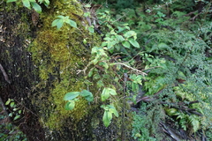 Fieldia australis
