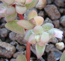 Portulaca hereroensis image