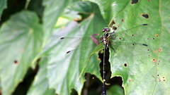 Leptogomphus sauteri formosanus