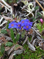 Eritrichium aretioides