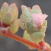 Portulaca hereroensis - Photo no rights reserved, uploaded by Botswanabugs