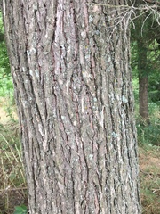 Ulmus serotina