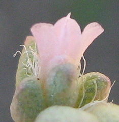 Portulaca hereroensis image