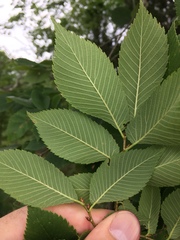 Ulmus serotina