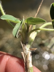 Trifolium fragiferum