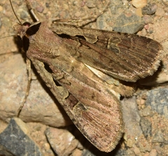 Dichagyris flammatra