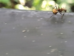 Polyrhachis bihamata