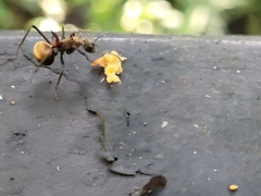 Polyrhachis bihamata