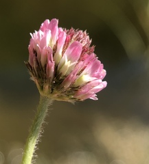 Trifolium fragiferum