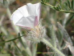 Convolvulus lanuginosus