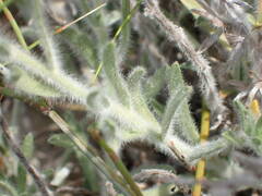 Convolvulus lanuginosus