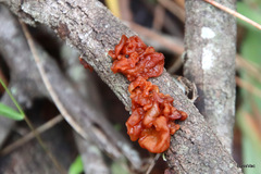 Phaeotremella fimbriata