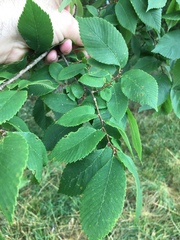 Ulmus serotina