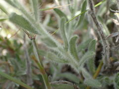 Convolvulus lanuginosus