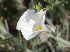 Convolvulus lanuginosus