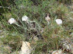 Convolvulus lanuginosus