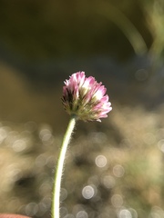 Trifolium fragiferum