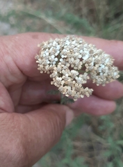 Achillea ligustica