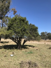 Citrus glauca