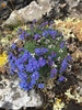 Alpine Forget-Me-Not - Photo (c) Bruce Bennett, some rights reserved (CC BY-NC), uploaded by Bruce Bennett