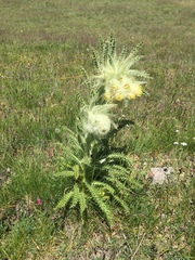 Cirsium funkiae