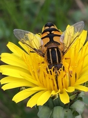 Helophilus neoaffinis