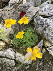 Trollius pumilus