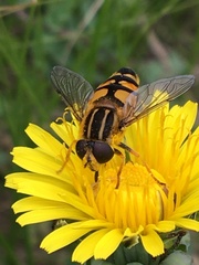 Helophilus neoaffinis