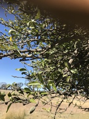 Citrus glauca