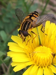 Helophilus neoaffinis