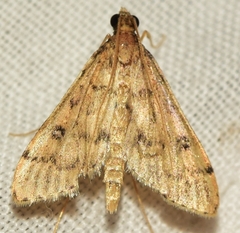 Dolicharthria daralis