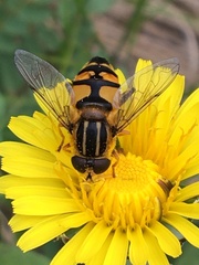 Helophilus neoaffinis