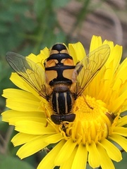 Helophilus neoaffinis