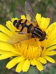 Helophilus neoaffinis