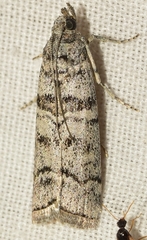 Dioryctria mendacella