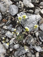 Draba palanderiana
