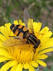 Helophilus neoaffinis