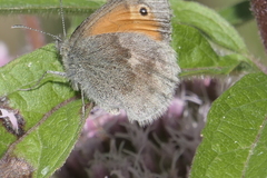 Coenonympha pamphilus