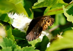 Erebia embla