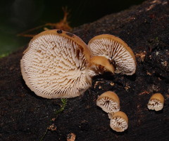 Lentinellus pulvinulus