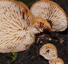 Lentinellus pulvinulus