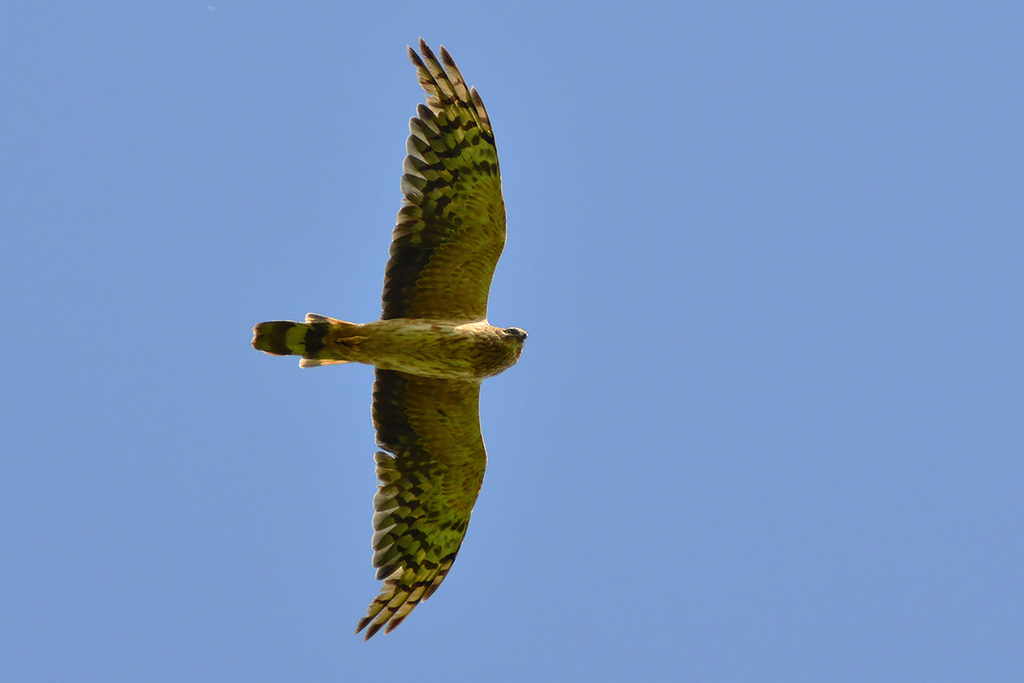 Pallid Harrier in June 2022 by Константин Самодуров · iNaturalist