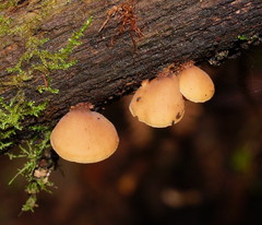 Lentinellus pulvinulus