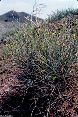 Launaea lanifera