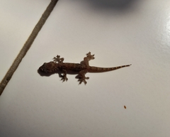 Hemidactylus platyurus