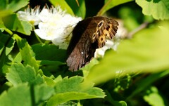 Erebia embla