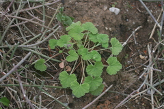 Pelargonium odoratissimum