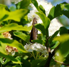 Erebia embla